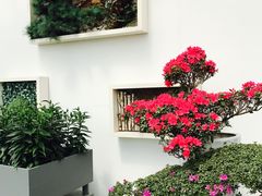 -上海鲜花港