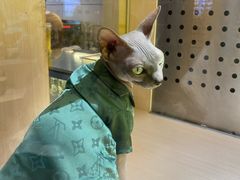 -瞄一喵猫咖(格力海岸店)