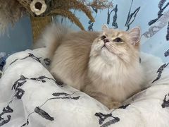 -爱洗澡的猫(望京店)