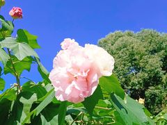 -中央公园(苏州工业园区)
