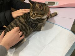 -北京恒爱动物医院(清景园分院)