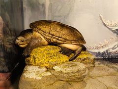 -上海大自然野生昆虫馆