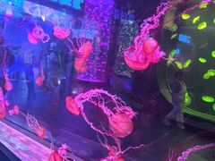 -哈尔滨波塞冬海底世界