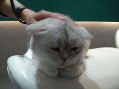 -飞行喵MR PILOT|猫舍·猫咖(静安大融城店)