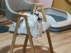 -白兔子密室(长寿路店)