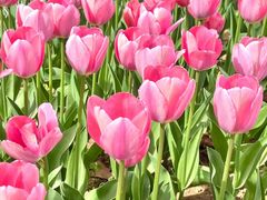 -洛阳郁金香牡丹园