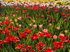 -洛阳郁金香牡丹园