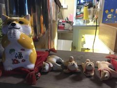 -柴犬高等学院·狗咖·柴犬售卖·宠物训练