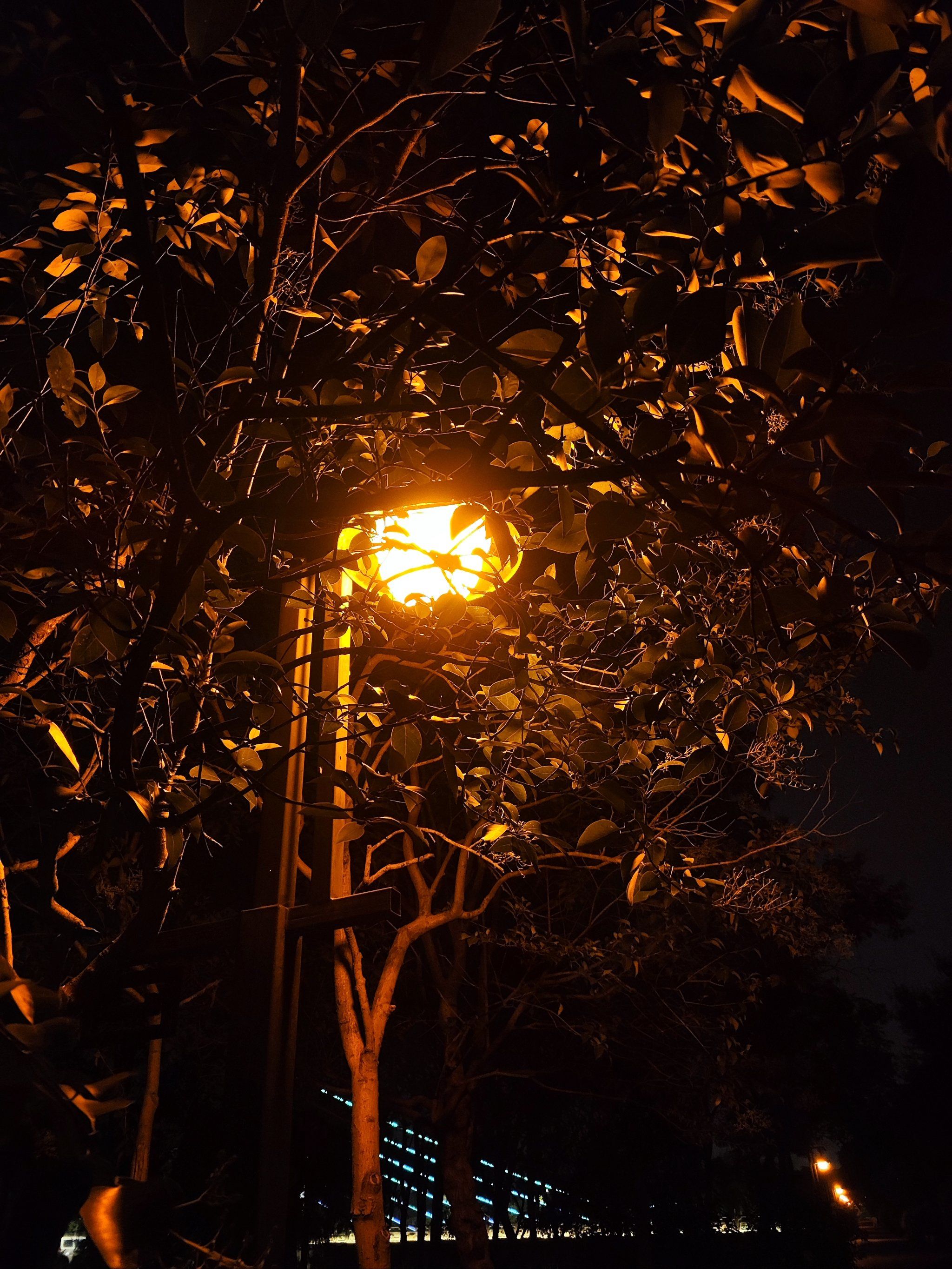 路灯下的树影婆娑,城市的静谧诗篇