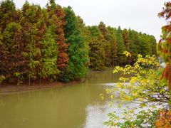 -上海海湾国家森林公园