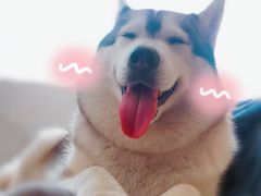 -Husky Go! 哈士奇体验馆·宠物咖啡厅狗咖