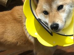 -About Bistro關於·泰式家庭料理