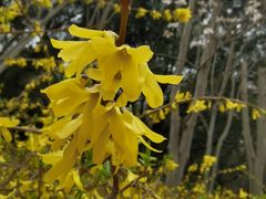 -上海共青森林公园