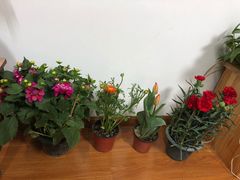 -龙大花卉苗木市场
