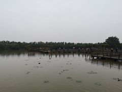 -大湾区中央湿地公园