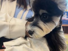 -翊宠yipet猫狗购宠庄园犬舍•猫舍