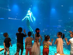 -海棠湾洲际-涛·海底餐厅·美人鱼·自助餐·海底隧道