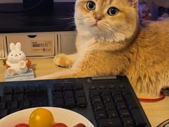 -欣宠猫屋·矮脚拿破仑·蓝金金渐层