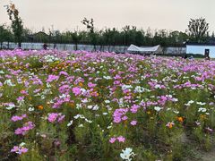-上海滨江森林公园