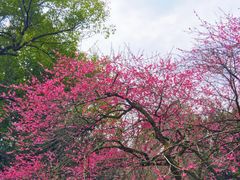 -杭州植物园