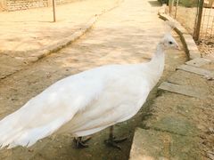 -武汉紫薇都市田园