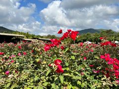 -亚龙湾国际玫瑰谷