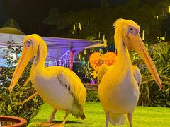 -广州长隆国际大马戏