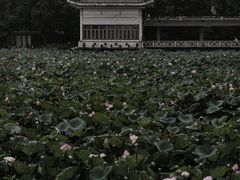 -荔湾湖公园