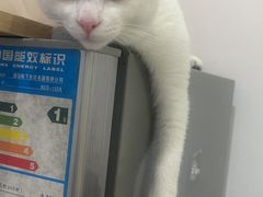 -瑞鹏宠物医院·骨外科·心肾科·肿瘤科(九亭店)