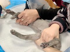 -纳吉亚猫专科动物诊疗中心(蒋宅口分院)