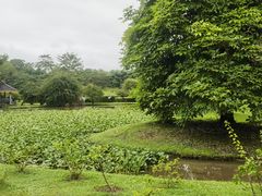 -中国科学院西双版纳热带植物园