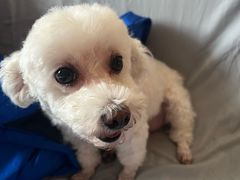 -瑞派·关忠动物医院·猫专科·犬专科(三环新城店)