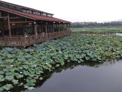-荷塘月色湿地公园·向阳花洲