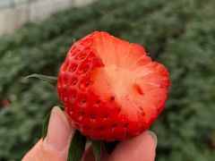 -尚田草莓姑娘白草莓采摘基地