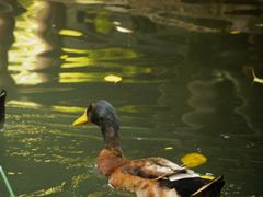 -春风习习
