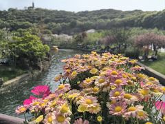 -苏州上方山国家森林公园