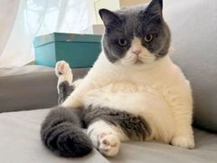 -宠福鑫动物医院(望京分院)