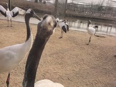 -盐城丹顶鹤湿地生态旅游区