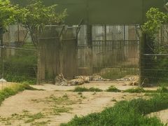 -上海野生动物园