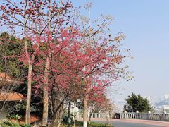 -仙岳公园