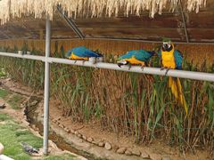 -西霞口神雕山野生动物世界
