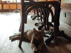-猫岛主趣味餐厅(鼓浪屿店)