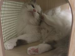 -芭比堂动物医院(广州爱宠下渡路分院)