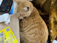 -长平腊味·潮汕特产