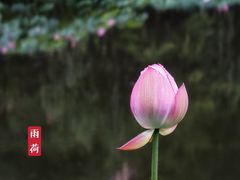 -陈家山荷花公园