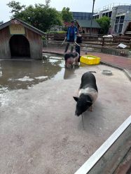 -造物庄园 萌宠纪(苏州湾歌林公园店)