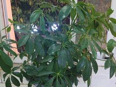 -体康盲人专业推拿