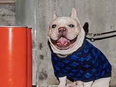 -PETKIT 小佩宠物·低压洗护·美容·寄养(安远店)