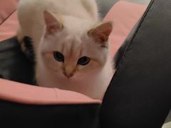 -梵猫·新养生(加州广场店)