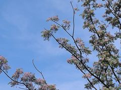 -洋湖国家湿地公园